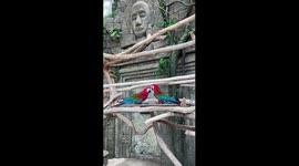 Love between colorful parrots