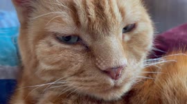 The red cat is purring
