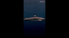 Diver captures the vibrant and stunning sea life under water