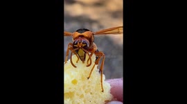 Solitary wasp hatched in my bathroom so I freed it outside.