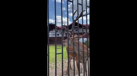 Deers make the most amazing sounds