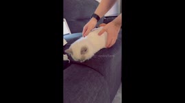 Adorable cat socks takes napping to the next level by sleeping in cup holders