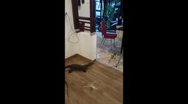Diners leap onto chairs as monitor lizard rampages through Indonesian restaurant