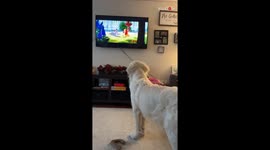 Doggo serves cuteness while watching his favorite movie with excitement