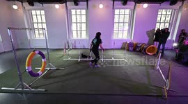 Westminster Dog Show Press Preview In NY, USA