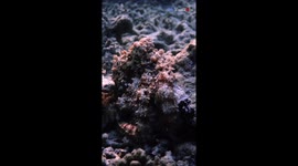 Travel photographer shares breathtaking underwater footage of octopus on house reef