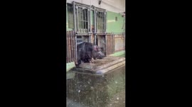 A large hippo goes swimming in the water. Riga Zoo, which is located in Latvia