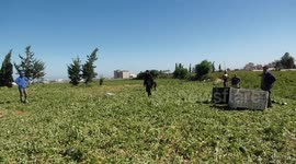 Palestinian farmers harvest watermelons during the harvest season from a field
