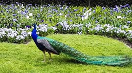 A Rare Sight Of The Amazing Resident Peacock in Holland Park