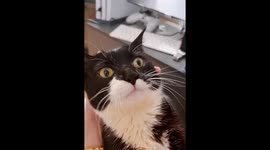 South Korean cat with brain condition requires hand-feeding: a heartwarming video