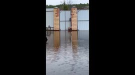 Surviving the spring flood: a family and their American bully dogs