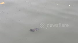 Pollution in Paradise | Hawaii Pollution | Covid Facemasks floating in the water ending up in the ocean | Dirty polluted water in Waikiki Hawaii