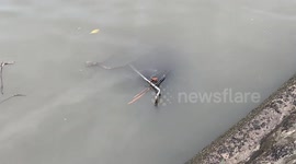 Pollution in Paradise | Hawaii Pollution | Covid Facemasks floating in the water ending up in the ocean | Dirty polluted water in Waikiki Hawaii