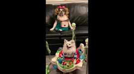 When your dog wants to be included in the Mother’s Day celebrations.