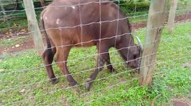 African Buffalo: a young female Buffalo grazing inside her pen in Nairobi Animal Orphanage