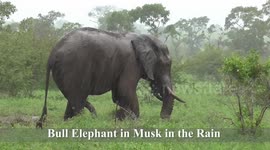 Elephant Bull in Musth