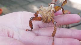 Brown Leaf Insect crawling along a girl's arm in northern Thailand