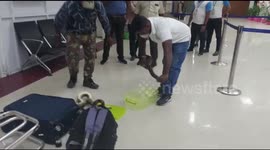 A lady flied with pythons, anacondas and kingsnakes from kualalampur to chennai, seized at chennai airport