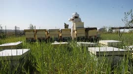 Palestinian workers collect honeybee from beehives during the harvest at an apiary in Jabalia