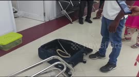 Snakes on a plane! Indian woman arrested after flying with 22 snakes