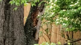 North American Woodpecker, pecking bark off of a tree.