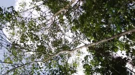 The moment the drone pilot panics when his drone experiences a sharp collision with a tree