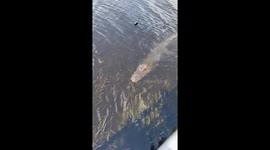 2nd angle: Florida gator takes a chomp at a GoPro tied to a fishing line