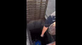 Good Samaritan lifts ducklings from sewer reuniting them with mum