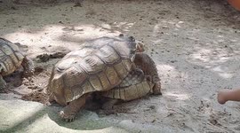 Sulcata Tortoise mating in front of kids in Zoo