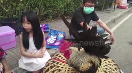 Hardworking youngster, 7, works as dad's chicken saleswoman