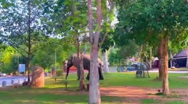 Wild elephant casually strolls through car park in Thailand