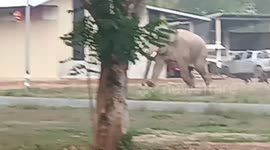 Terrified elephant runs away from dogs chasing it out of owner's property