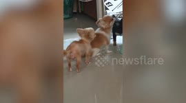 Four adorable pet toy dogs take turn sipping from water jar
