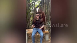 Cheeky orangutan grabs man's crotch twice at zoo in Thailand