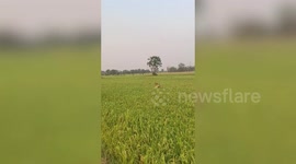 Pet dogs leap like dolphins across field of tall rice plants