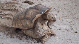 Hilarious African sulcata tortoise mating loudly in front of zoo visitors