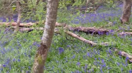 Bluebell Woods in Aberystwyth, West Wales, UK, always beautiful and appear in April