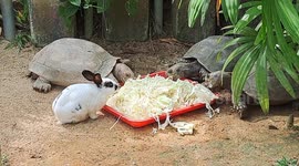 'Imposter' rabbit blends in with tortoises family at Petting Farm Malaysia