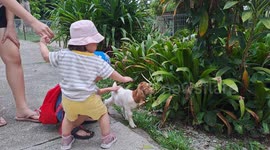 Hilarious interaction of an one-year-old toddler with newborn goat