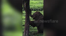 Elephant plucks jackfruits from tree in southern India