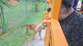 Tiger scratches its itches with a truck's back cover