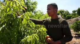Palestinian farmers collect peach from their field during harvest season on International Workers' Day