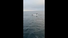 Rare white orca shows up of Southern California Coast in this friendly encounter