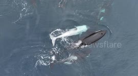 Whale watching tour treated to incredible close encounter with rare white orca off California coast