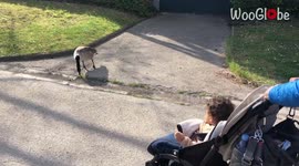 Enraged duck attacks a man with stroller trying to pass by