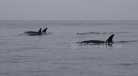 Rare white orca shows up off Southern California Coast