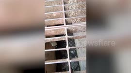 Kind residents rescue chick trapped under the drain at back of apartment
