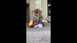 Musical Yorkie: 11-month-old Tosya sings along to harmonica