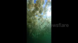 This is what it looks like to swim among 1,000s of jellyfish in Australia