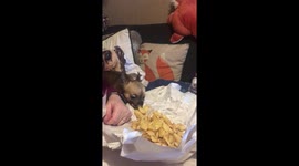 Chihuahua thinks it's an expert thief but is caught by their owner stealing chips